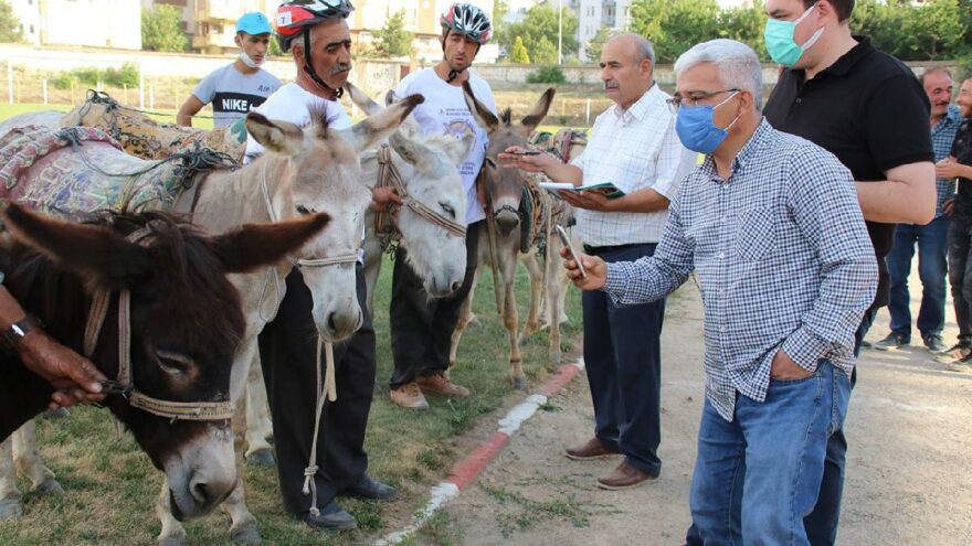 Yarışması yapıldı! İşte en güzel gözlü eşek