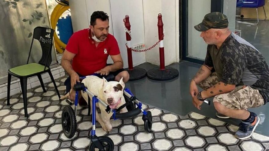 Ayakları kesilen köpek için hayvanseverler seferber oldu