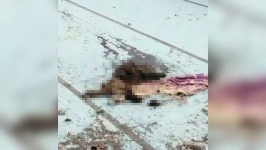 Adana’da bir köpek bıçaklanarak öldürülmüş halde bulundu