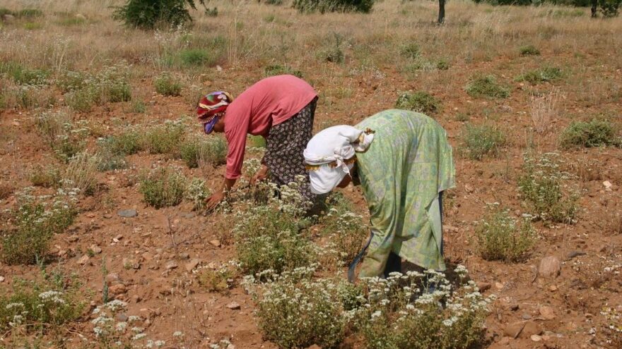 Türkiye’den 69 milyon dolarlık kekik ihracatı