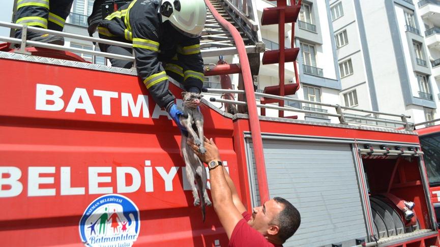 Yangında mahsur kalan kedi, itfaiye erinin kalp masajı ile hayata döndü