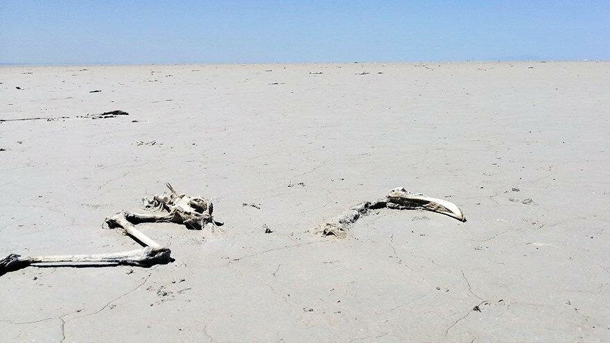 Tuz Gölü’nde yaşanan flamingo ölümlerinin ardından yeni uyarı