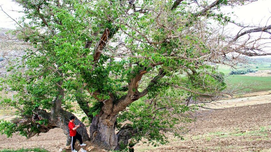 750 yıllık dut ağacı yıllara meydan okuyor