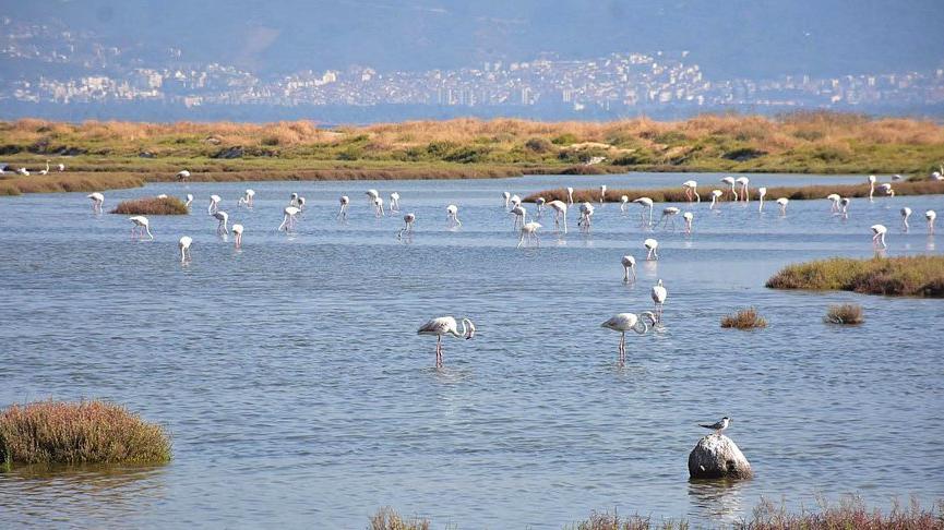 Gediz Deltasında aralarında flamingoların bulunduğu bazı kuş türleri ölü bulundu
