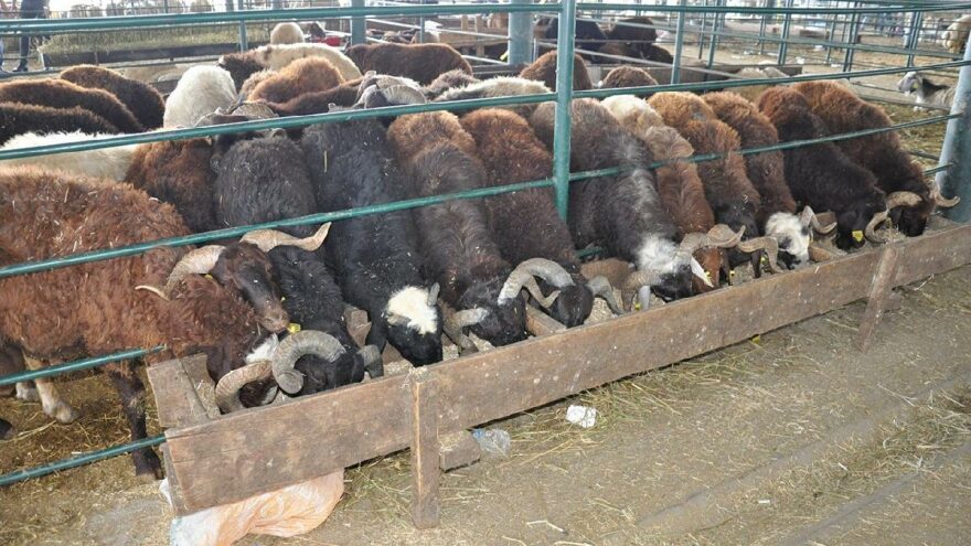 Kurbanlıklar elde kaldı, fiyatlar düştü
