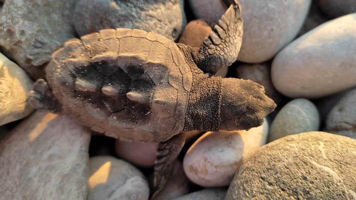 Çıralı’da caretta yuva sayısı rekora gidiyor
