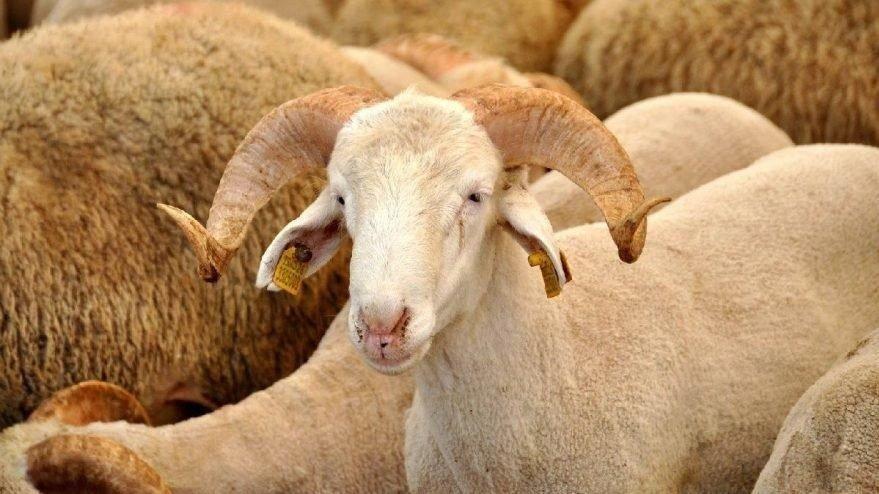 Kurban ne zaman kesilmeli? Kurban kesim vakti ne zaman başlar ve biter?