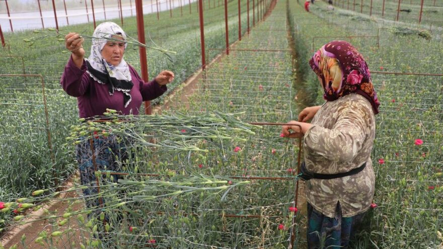 Çiçek merkezi Hollanda’ya Denizli’den çiçek ihracatı