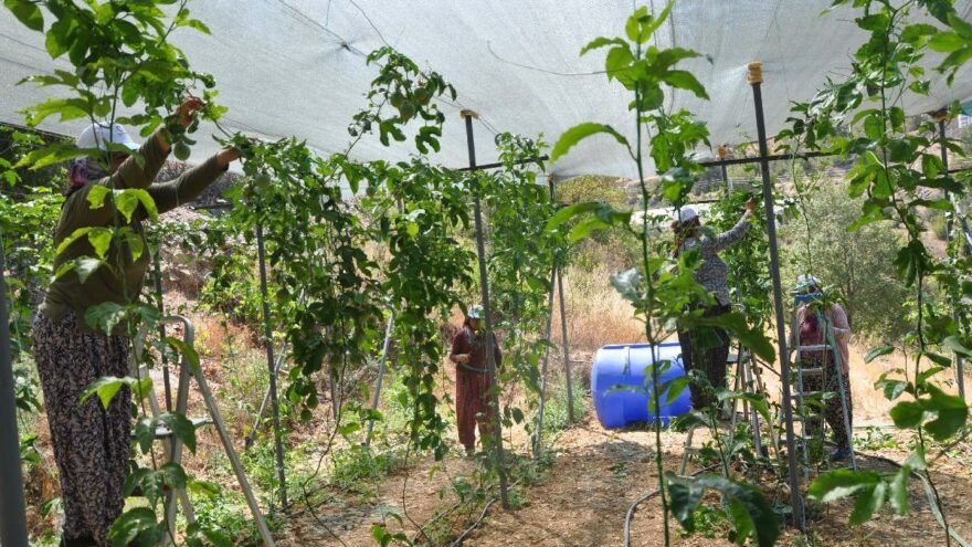 Çarkıfelek serası kurdu, kilosunu 75 liraya satıyor