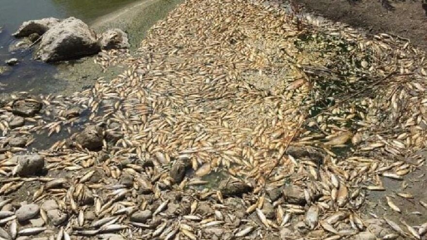 Asi Nehri’nde su seviyesi azalınca balıklar öldü