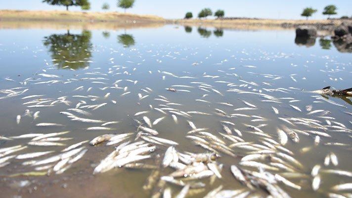 Şanlıurfa’da korkutan görüntü