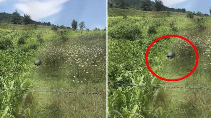 Mide bulandıran olay: Tarlada köpeğe cinsel istismar…