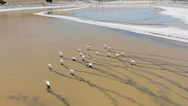 Yalıntaş Göleti kurudu: Flamingolar yaşam mücadelesi veriyor
