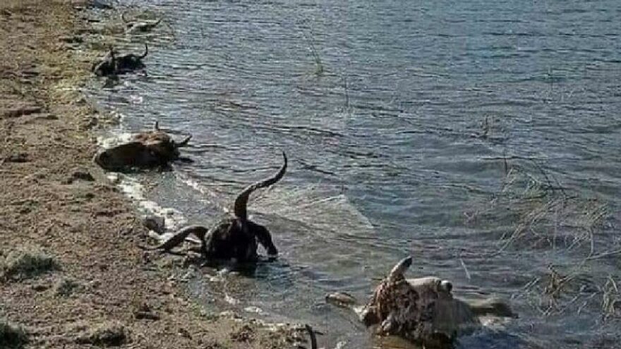 Kurban kellelerini baraja attılar