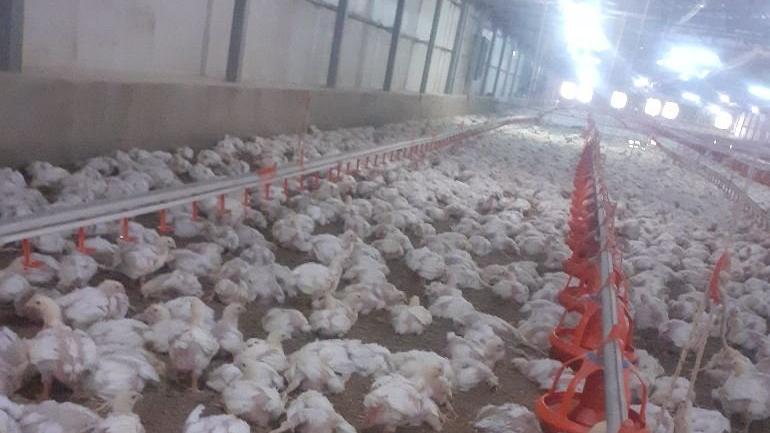 Elektrik kesintileri binlerce tavuğun ölmesine neden oldu