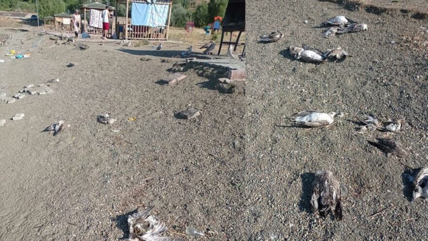 Hazar Gölü’nde toplu martı ölümleri tedirgin etti