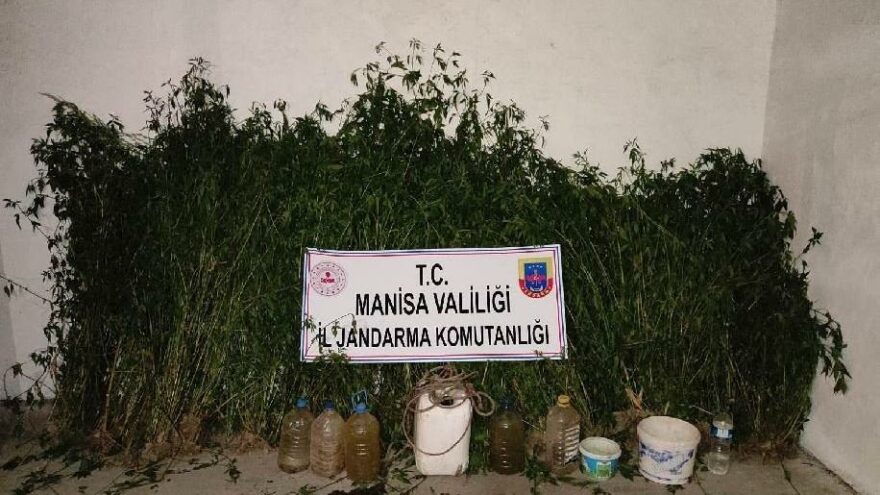Mısır tarlasında bin 205 kök kenevir ele geçirildi