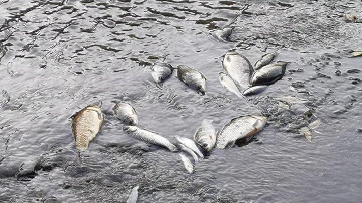 Bursa’da balık ölümleri tedirginlik yarattı