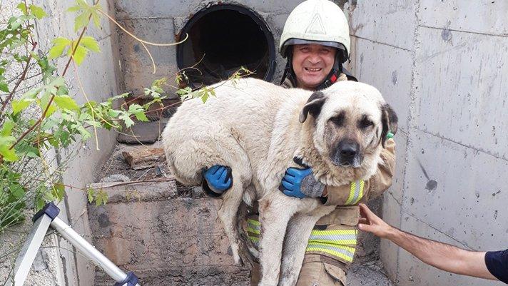 İstanbul itfaiyesi, son 6 ayda 7 bin 821 hayvan kurtardı