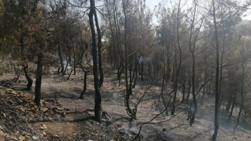 Kula’da orman yangını korkuttu
