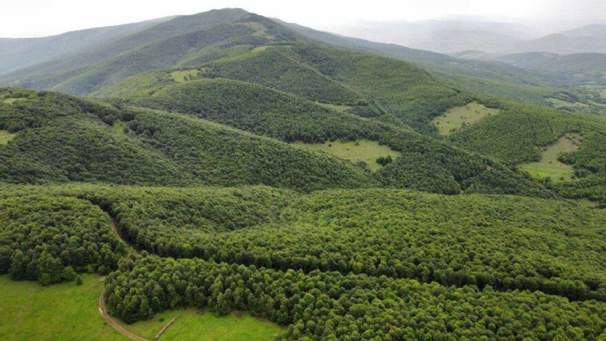 Karadeniz’de 3 ilde ormana girmek yasaklandı