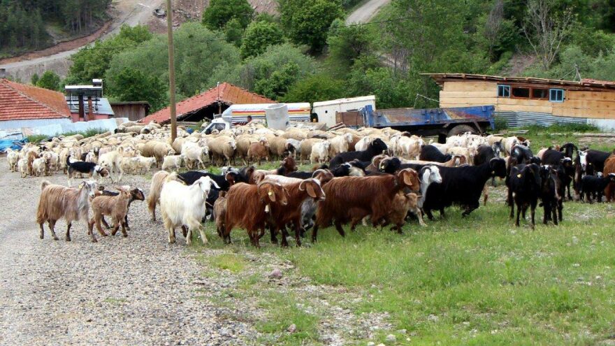 Bolu Ziraat Odası Başkanı: 4 bin 500 lira maaşa çoban bulamıyoruz
