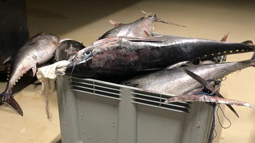 İstanbul’da yasak dönemde avlanan 1,6 ton orkinosa el konuldu