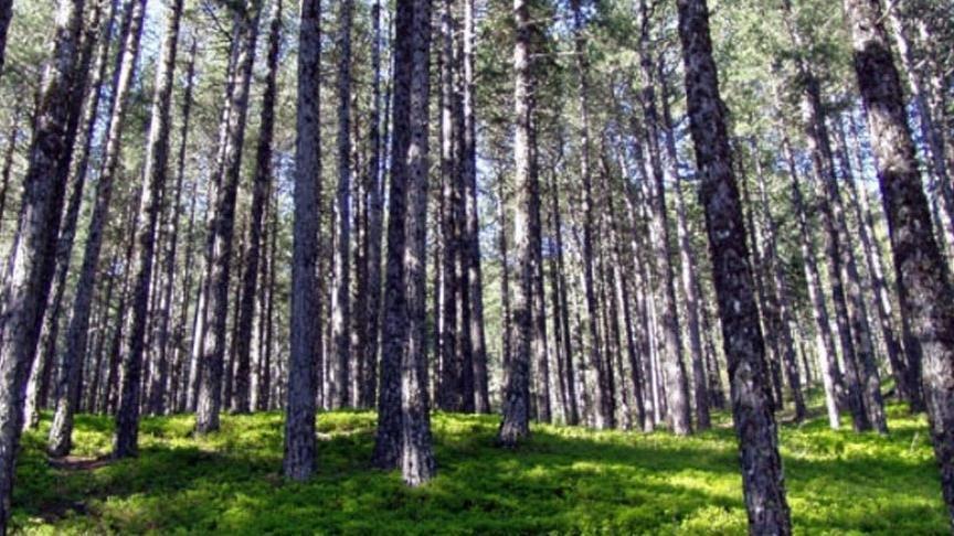 Elazığ’da ormanlara girişler yasaklandı