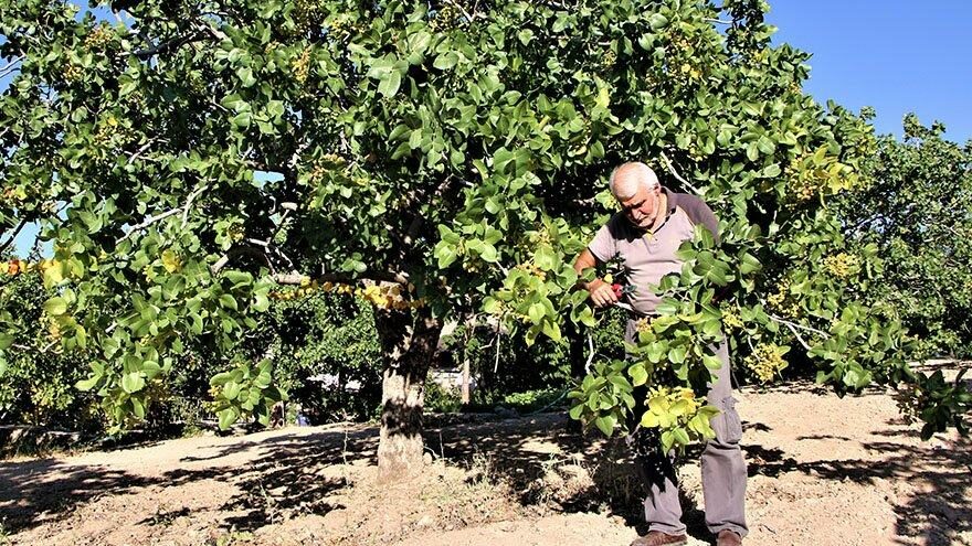 26 yıl önce hobi amaçlı ektiği ağaçlar gelir kapısı oldu