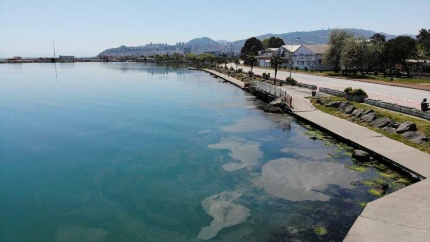 Karadeniz’de müsilaj tehlikesi