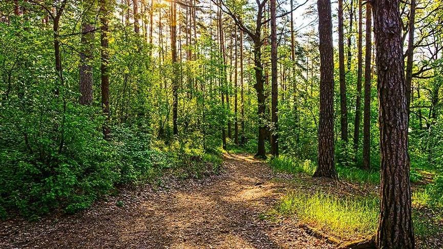 Malatya’da ormanlara girişler yasaklandı