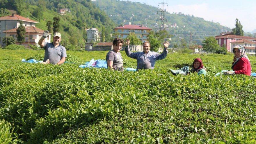 Karadeniz’de durum vahim: Vakalar yüzde 400 arttı