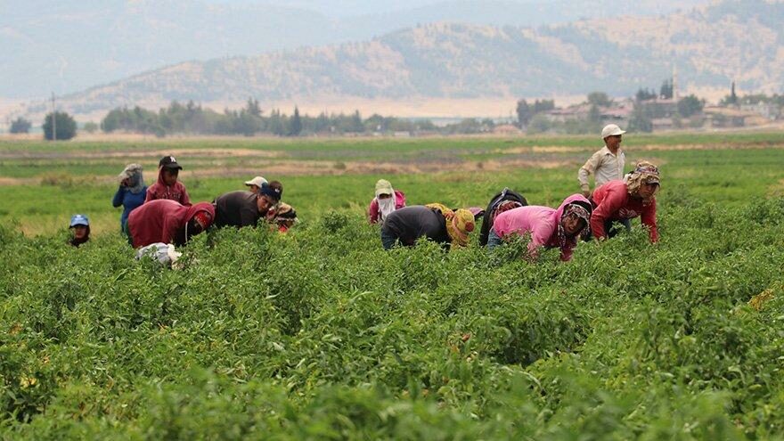 İslahiye’de ‘acı’ hasat başladı
