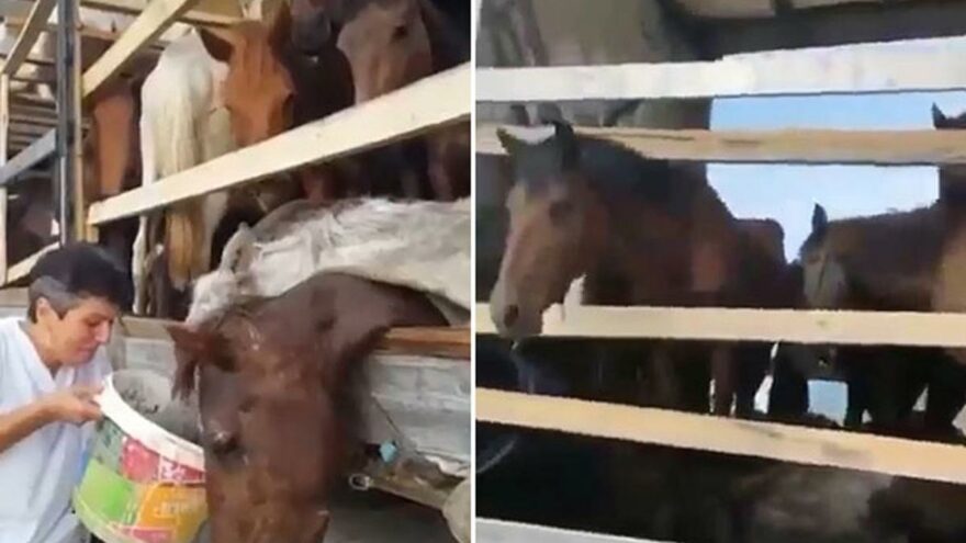 Kırgızistan’a götüreceği atları ölüme terk etti