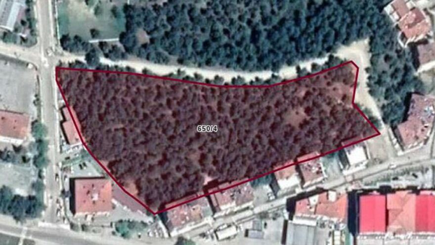 İlçe tam ortasındaki ormanı imara açtılar
