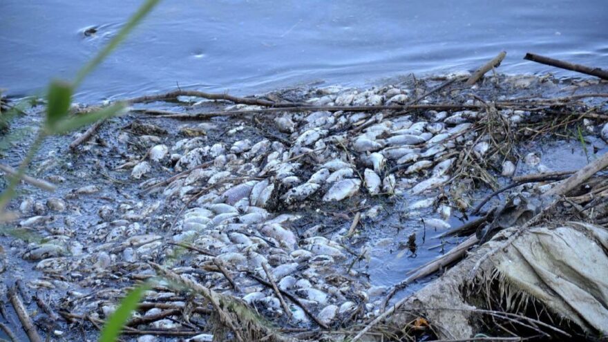 Gediz Nehri’nde korkutan manzara, balıklar ölüyor