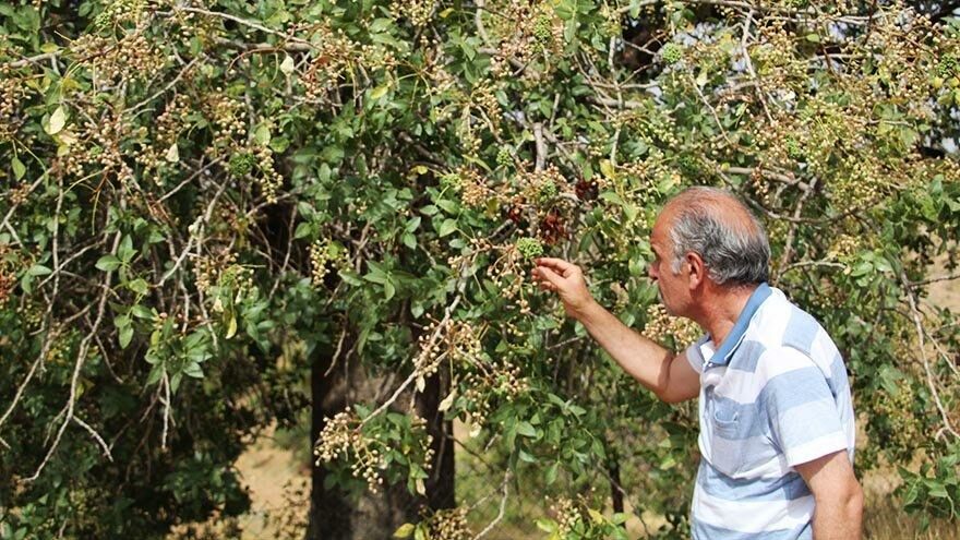 Arap ülkeleri tarafından tüketiliyor, kilosu altınla yarışıyor