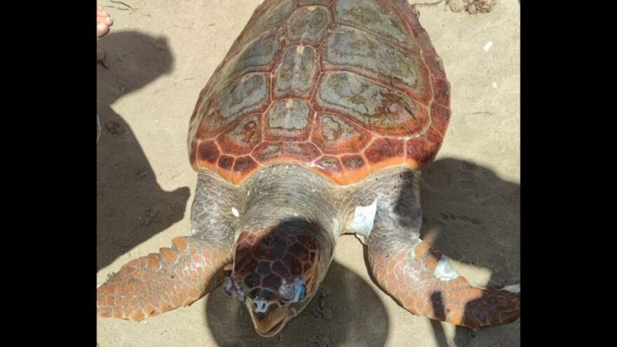 Kuşadası’nda sahile ölü caretta caretta vurdu