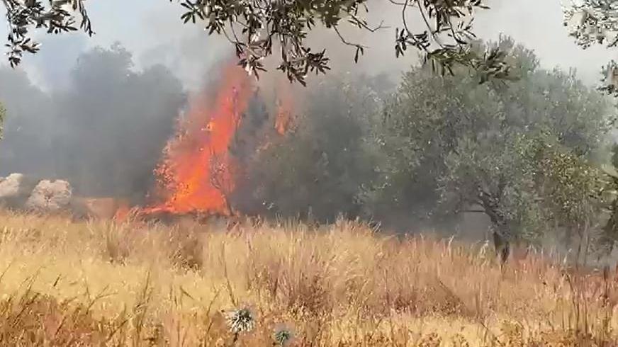 Kaş’ta çıkan yangında, 3 hektar zeytinlik yandı