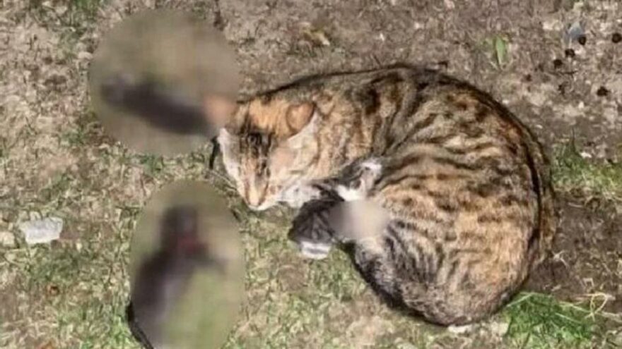 Yavru kedileri kürekle katletmişti, istenen ceza belli oldu
