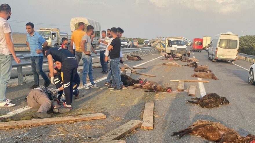 Koyun yüklü kamyonet takla attı