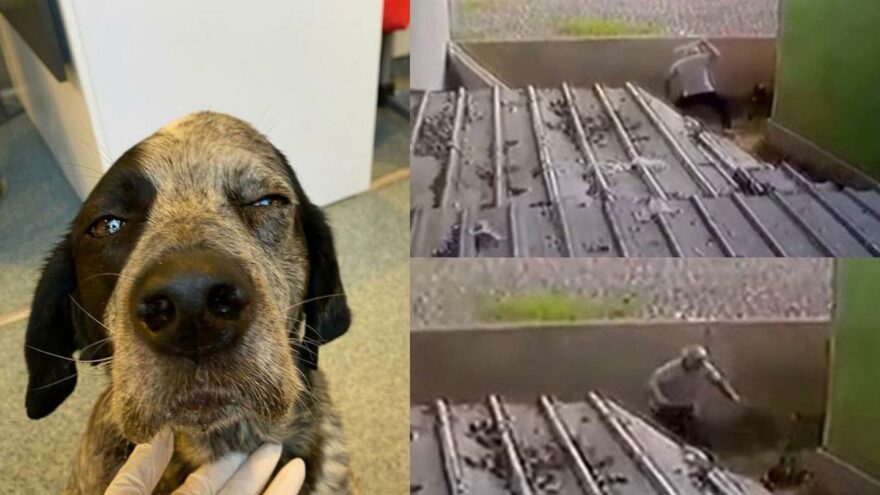 Gözü dönen saldırgan köpeği sopa ile dövdü