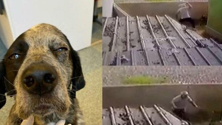 Köpeği öldüresiye döven şüpheli adli kontrolle serbest