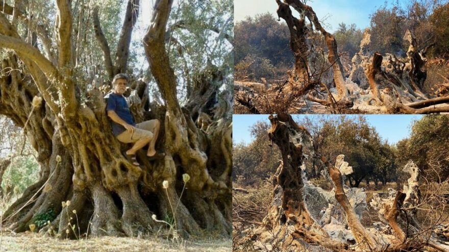 Tarihçi ve Filozof Strabon’un kayda geçirdiği 2 bin 500 yıllık zeytin ağacı kül oldu