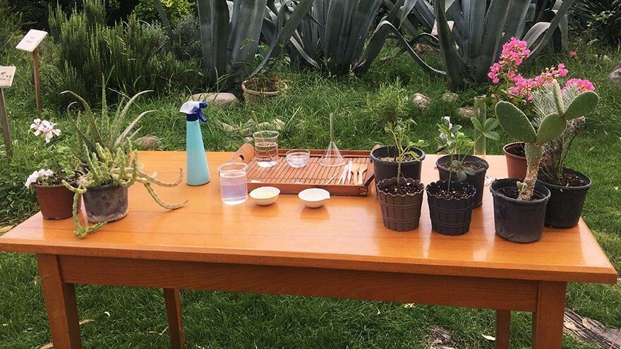 Corona balkon bahçeciliğine ilgiyi artırdı