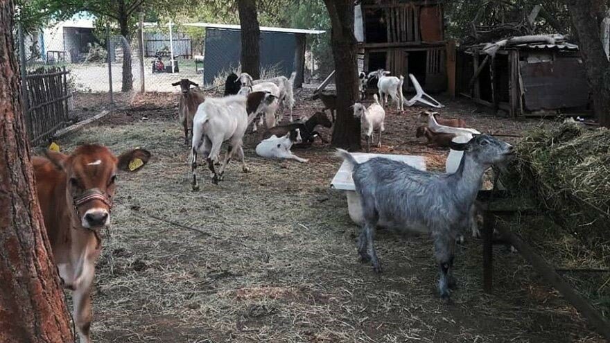 Marmaris’teki orman yangınında 347 hayvan kurtarıldı