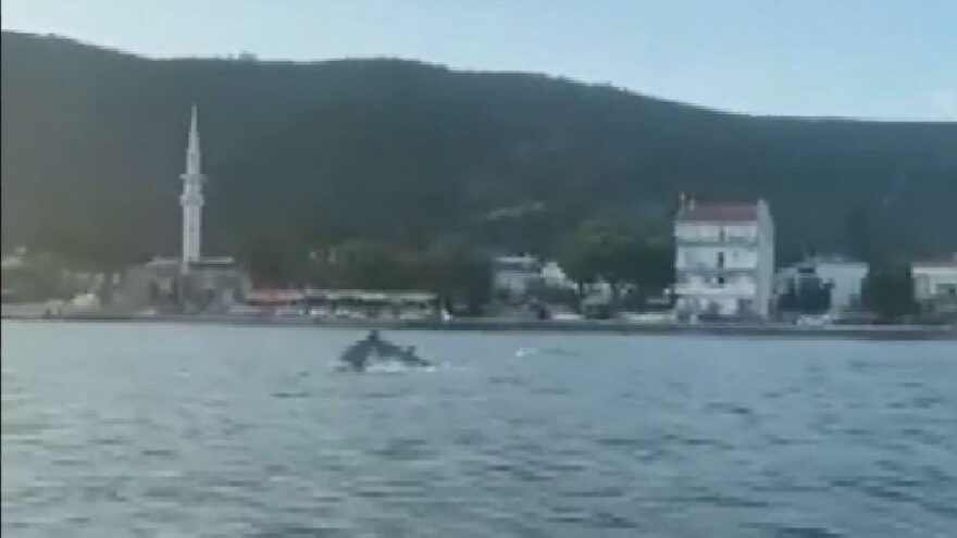 Müsilaj temizlendi, Gemlik’i yunuslar bastı
