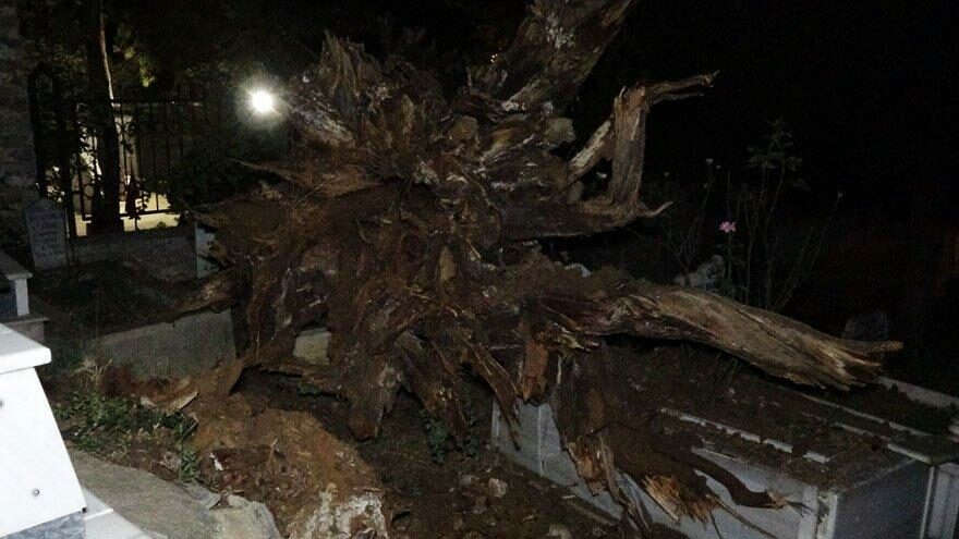 Tarihi çınar ağacı mezarların üzerine devrildi
