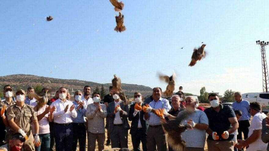32 köyde 900 adet kınalı keklik doğaya bırakıldı
