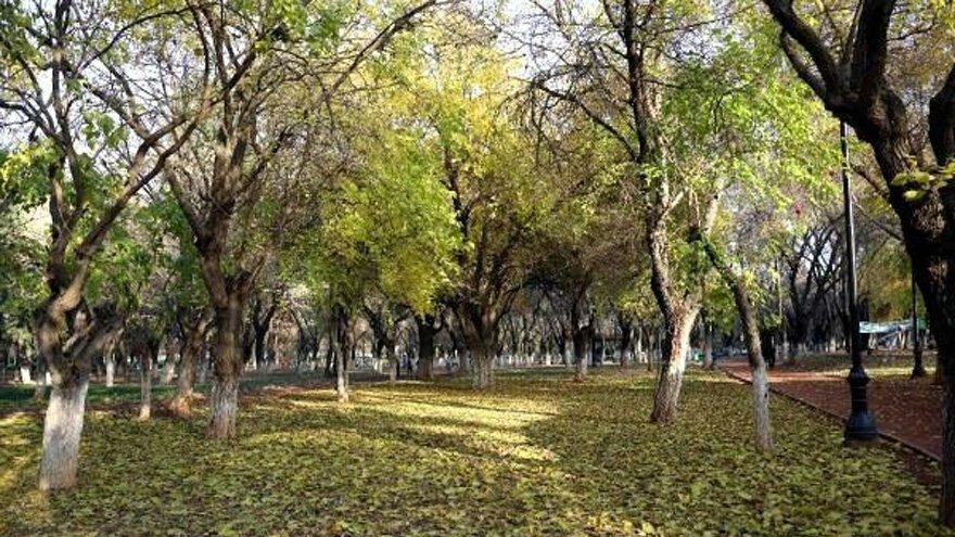 Atatürk’ün fidanına 1 altın ödendi, yanan ormanlar yeniden yeşertildi